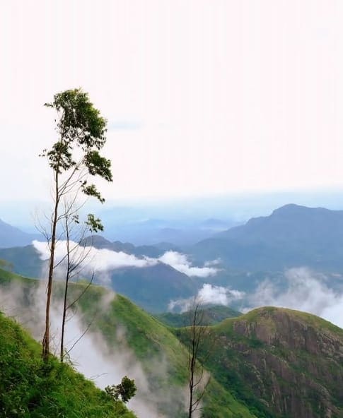 Coffee Plantation Tours