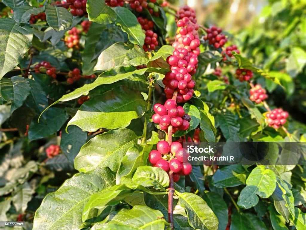 Lush coffee plantations in Chikmagalur hills